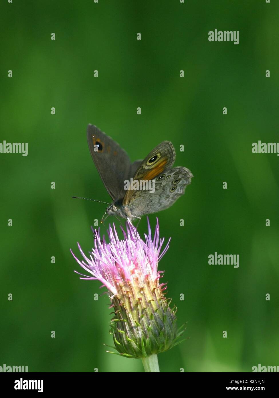 brown eye check Stock Photo Alamy