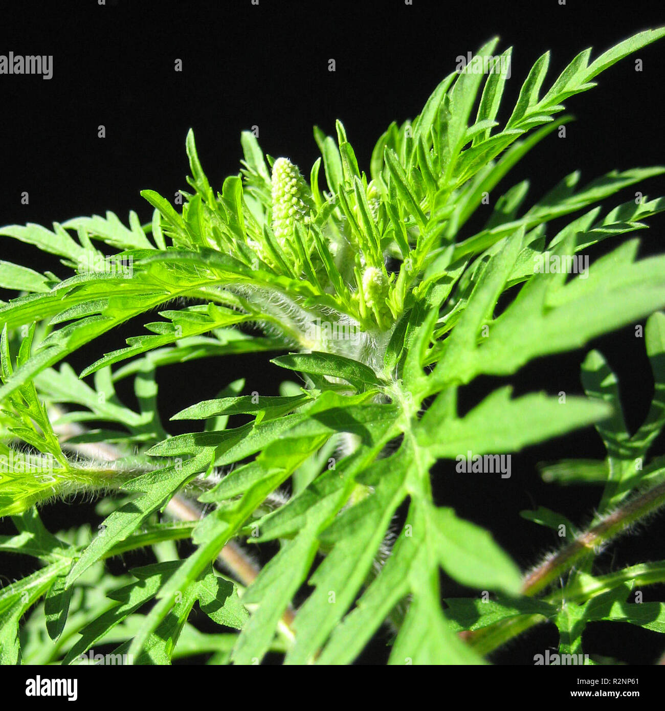 Ambrosia Artemisiifolia Stock Photos & Ambrosia Artemisiifolia Stock