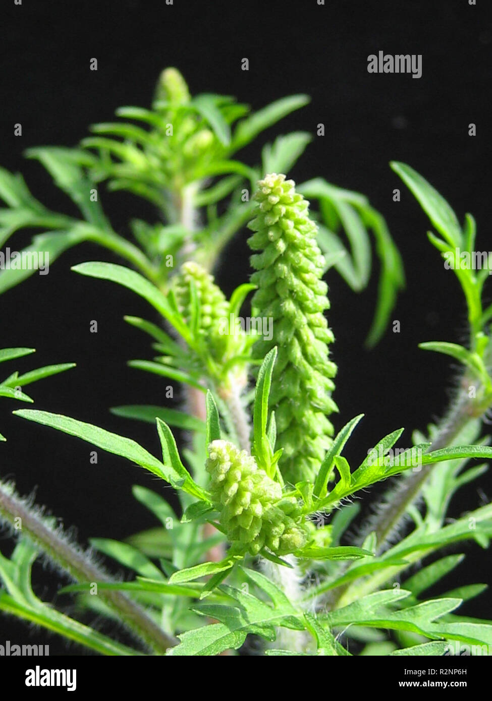 Ambrosia Artemisiifolia Stock Photos & Ambrosia Artemisiifolia Stock