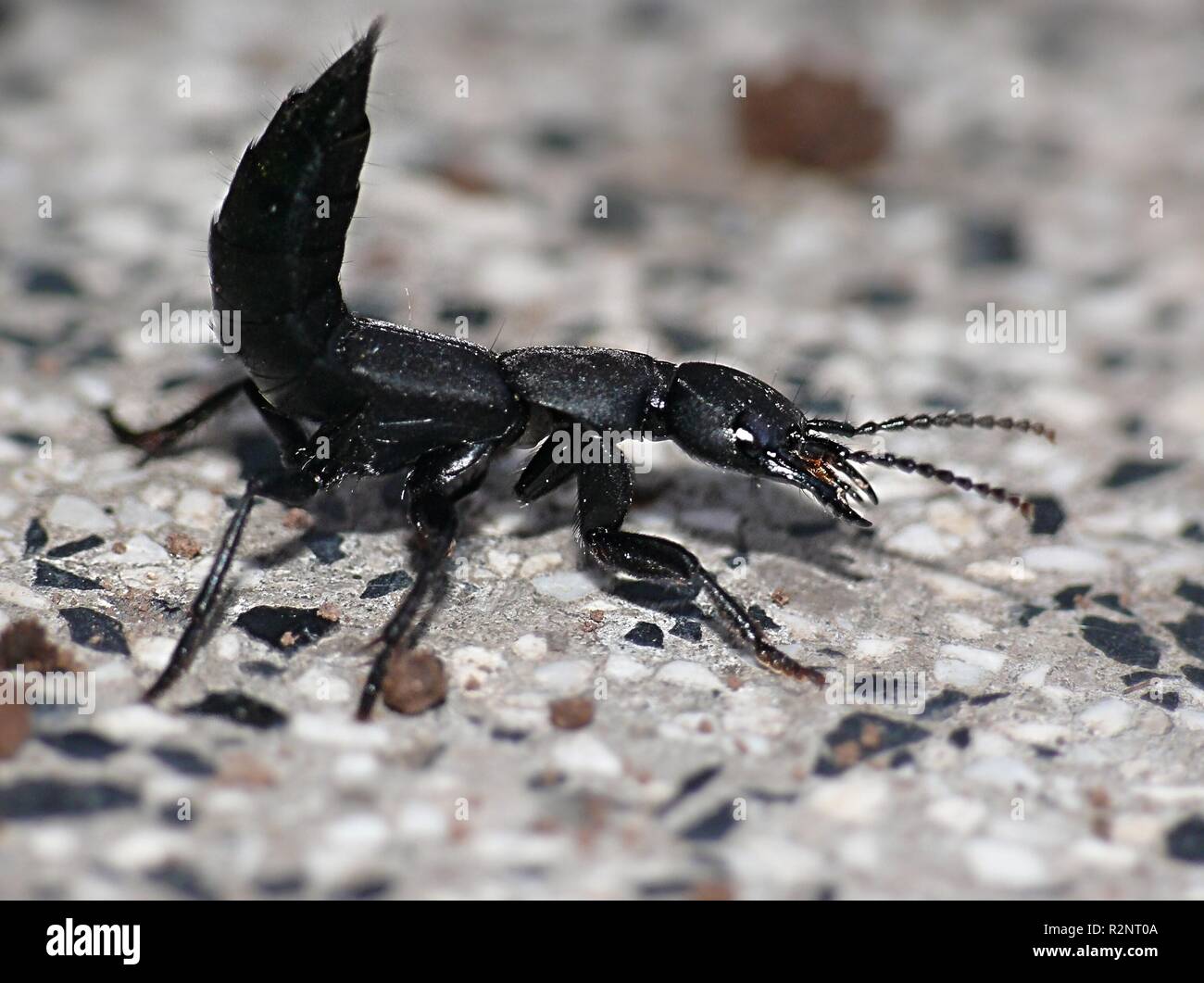 devil's coach horse beetle Stock Photo Alamy