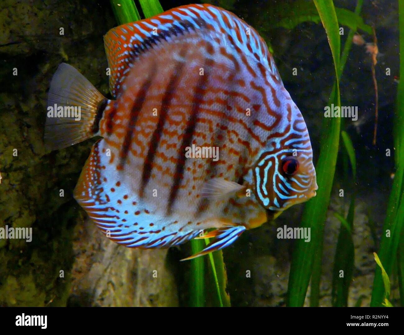 Diskusfisch hires stock photography and images Alamy