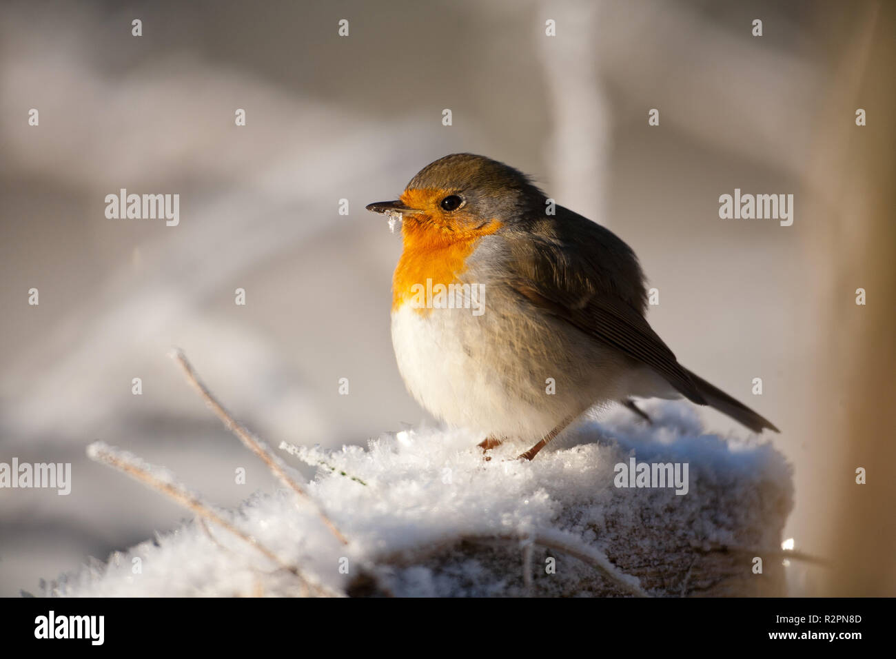 Robins snow winter hires stock photography and images Alamy