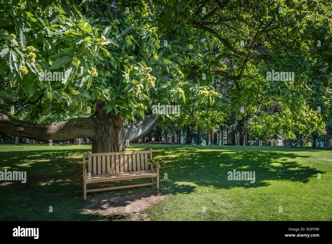 Park bench under tree Stock Photo Alamy