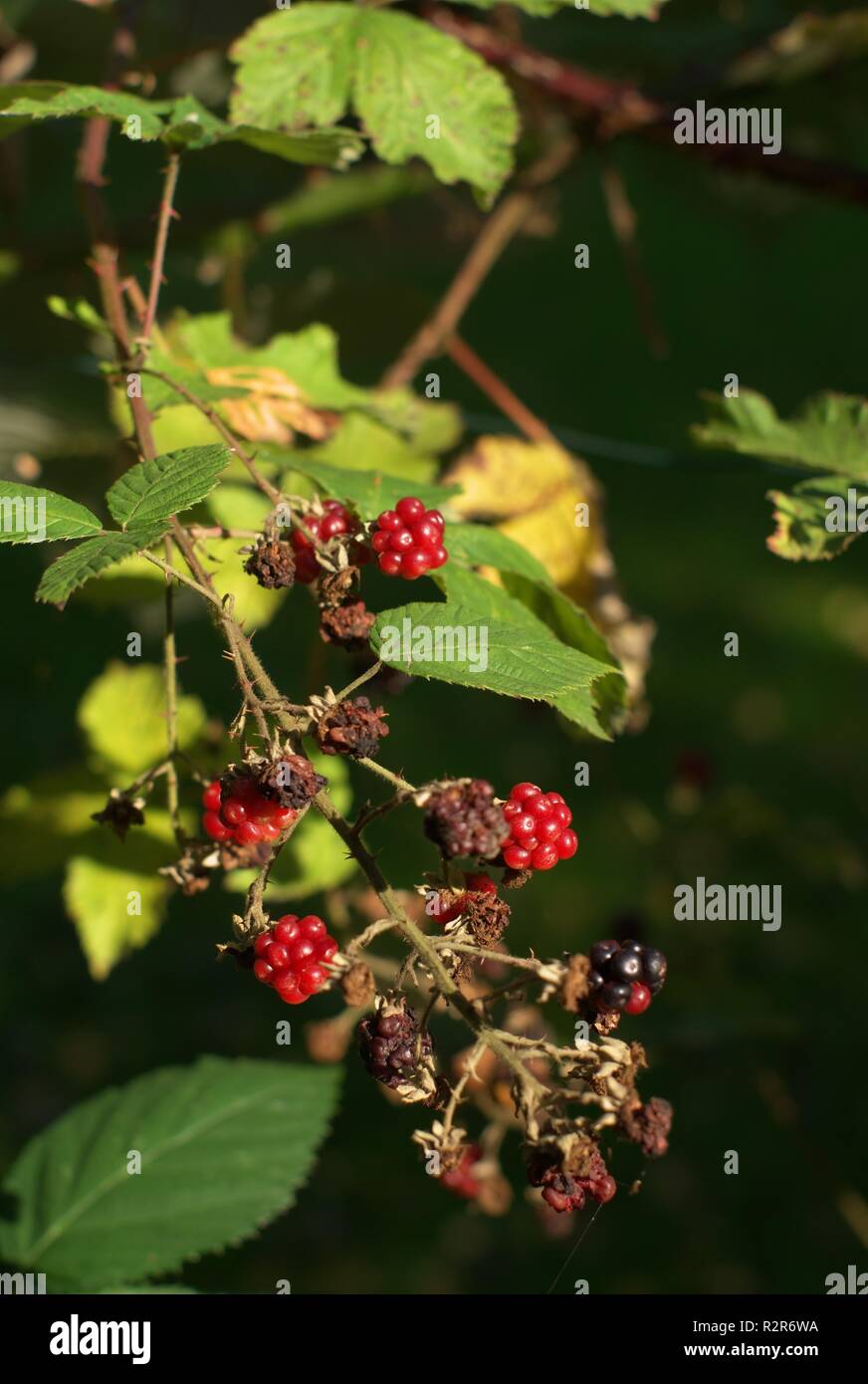 Evil sting hires stock photography and images Alamy