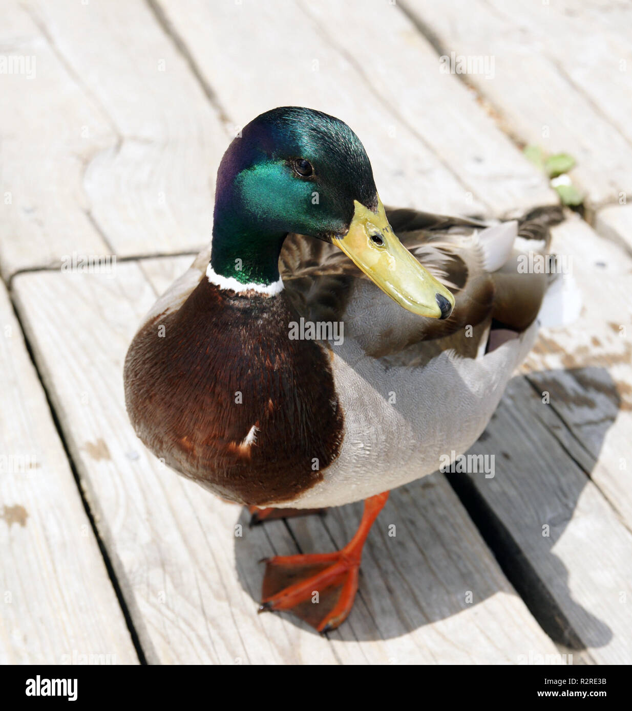 Duck claws hi-res stock photography and images - Alamy