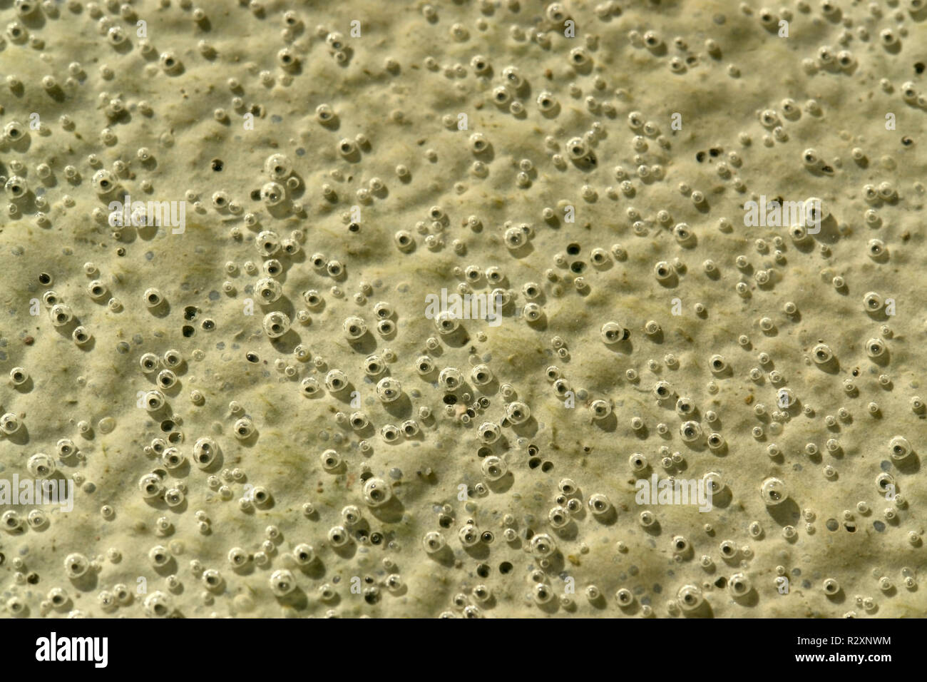 organic bubbles on the ground Stock Photo Alamy