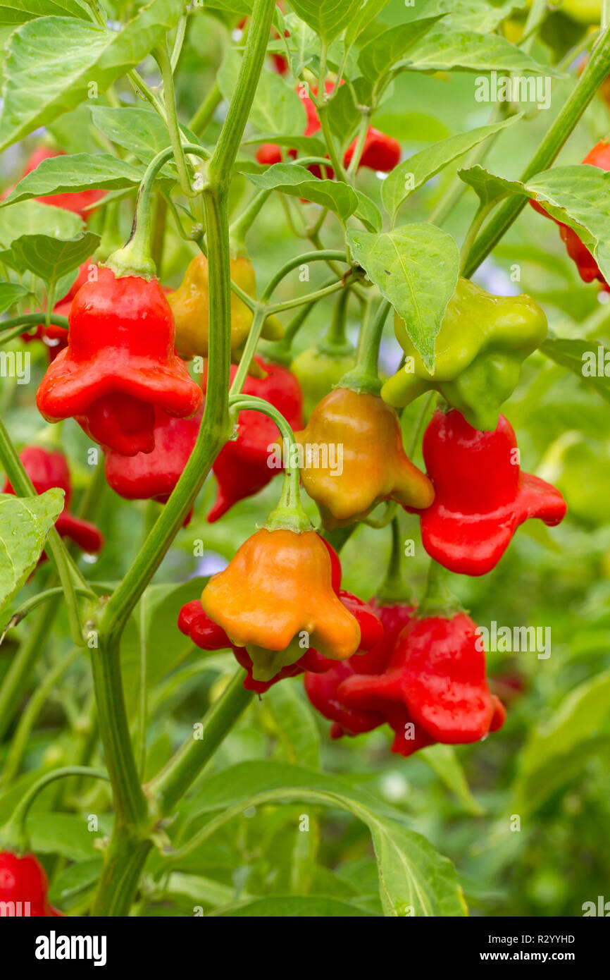 Red Pepper (Capsicum baccatum var. pendulum crown' Stock