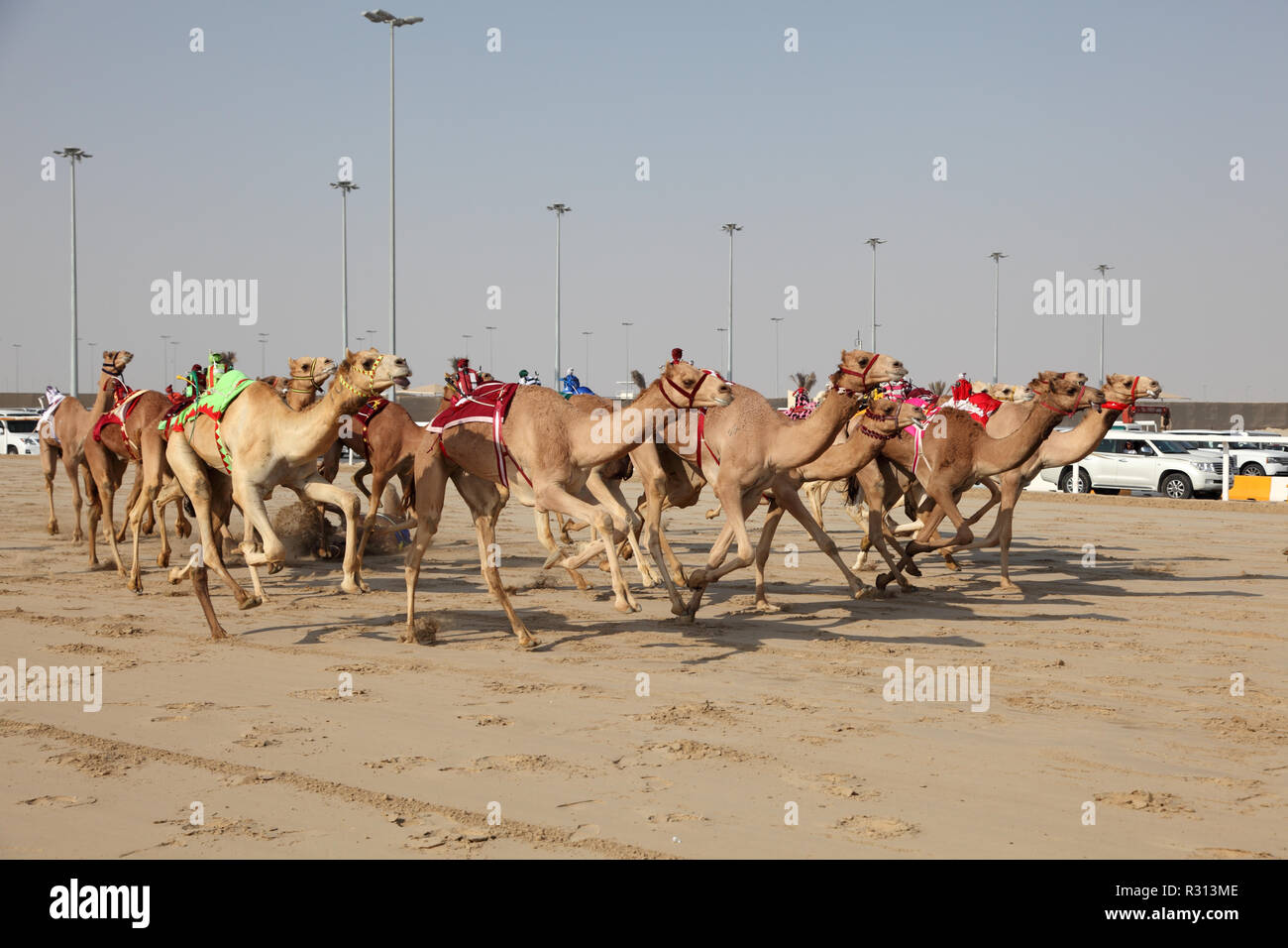 Camel racing qatar hires stock photography and images Alamy