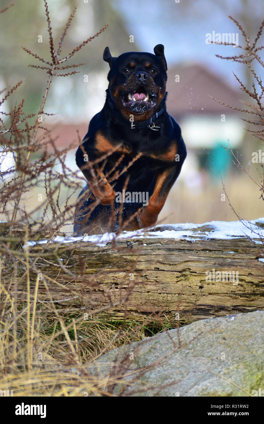 Are Rottweilers Good Jumpers