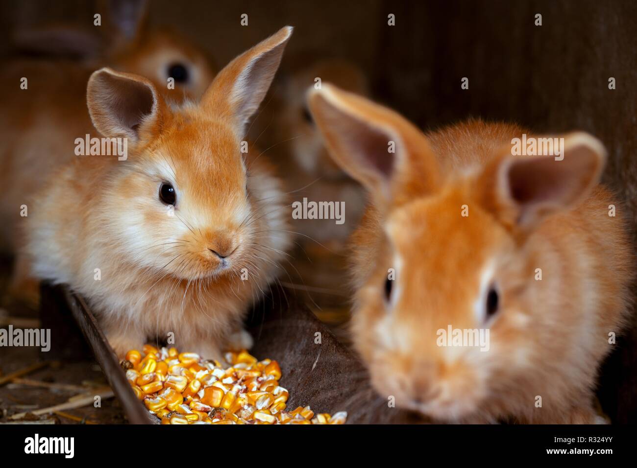the small rabbits eat corn Stock Photo Alamy