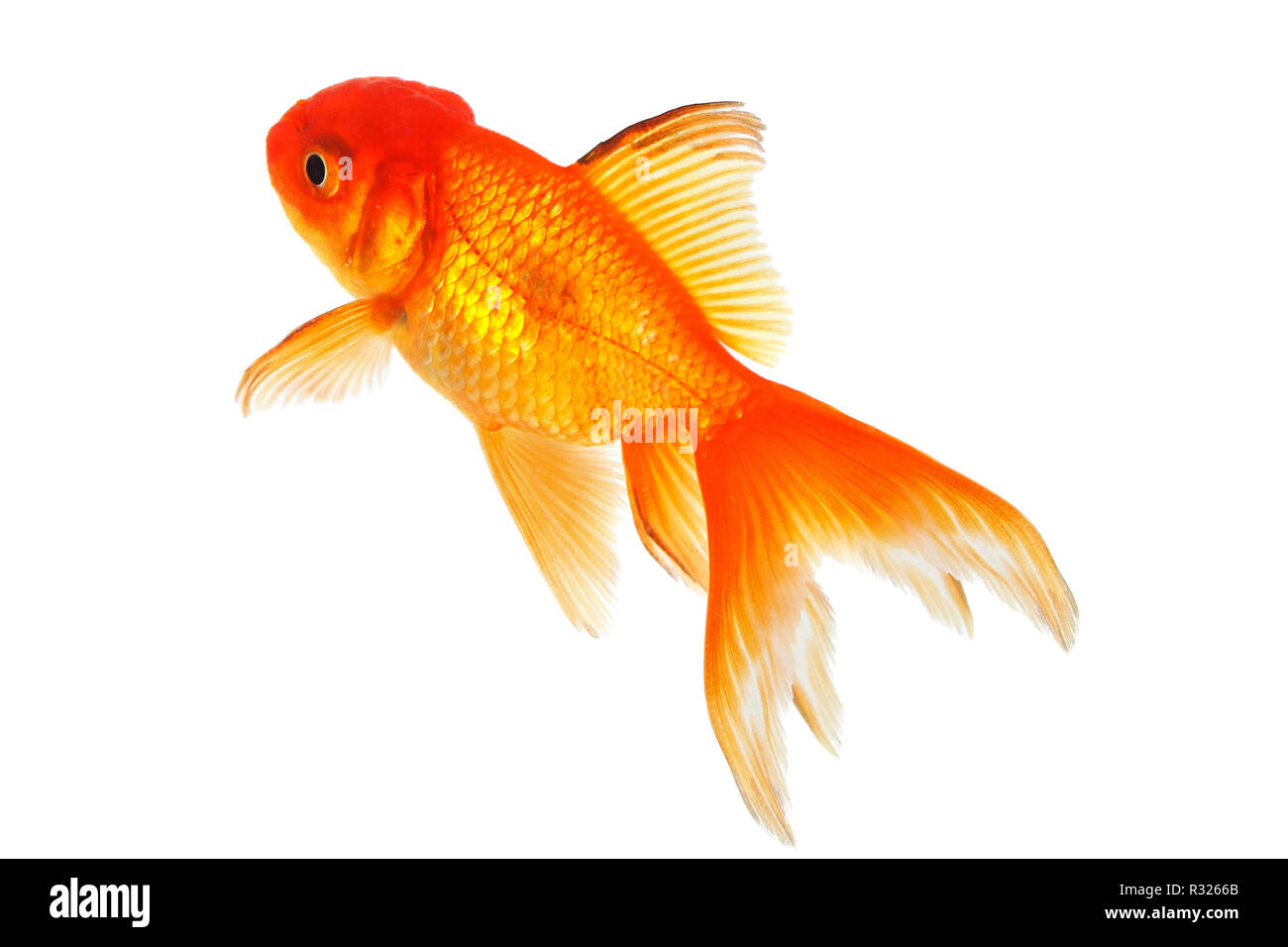 Schleiergoldfisch hires stock photography and images Alamy