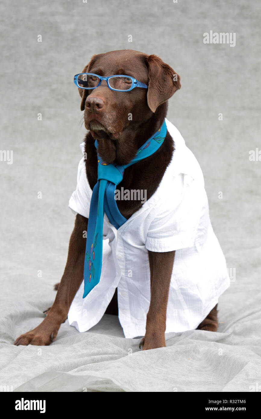 labrador with glasses and tie Stock Photo Alamy