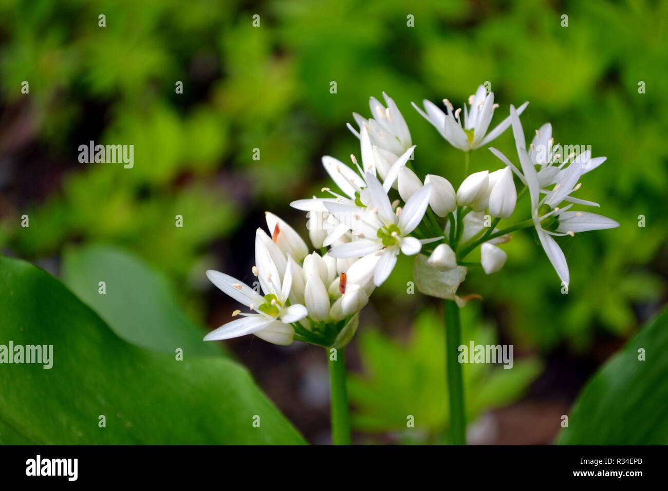 wild garlic flowers Stock Photo Alamy