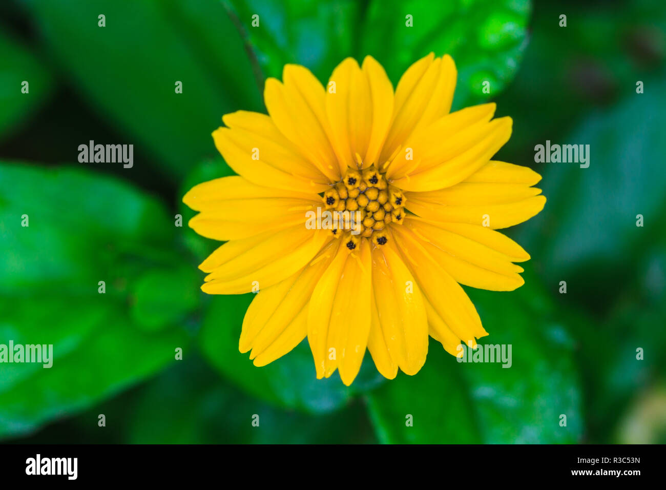 Singapore daisy leaf hires stock photography and images Alamy