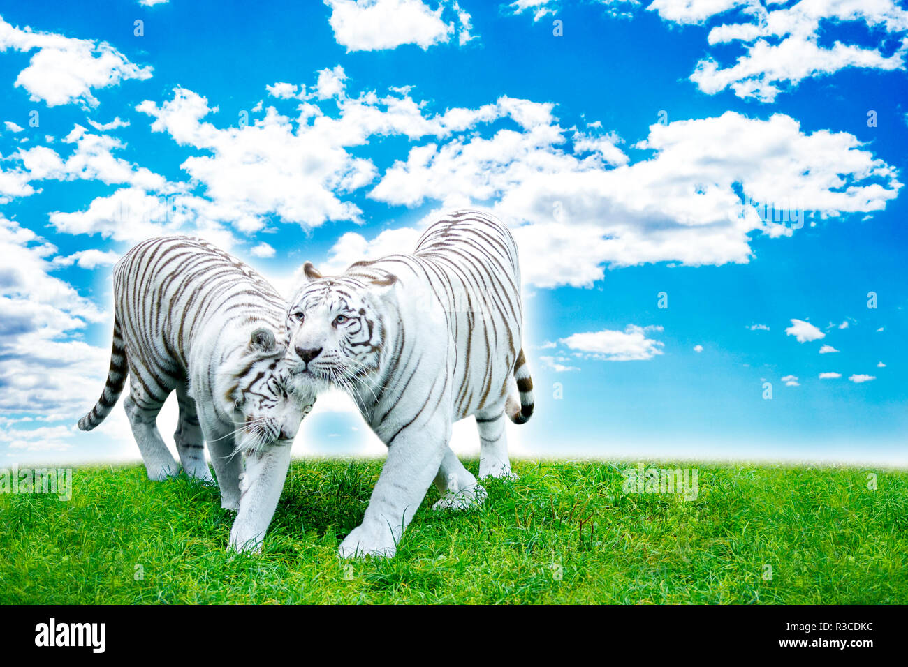 Two white bengal tigers hires stock photography and images Alamy
