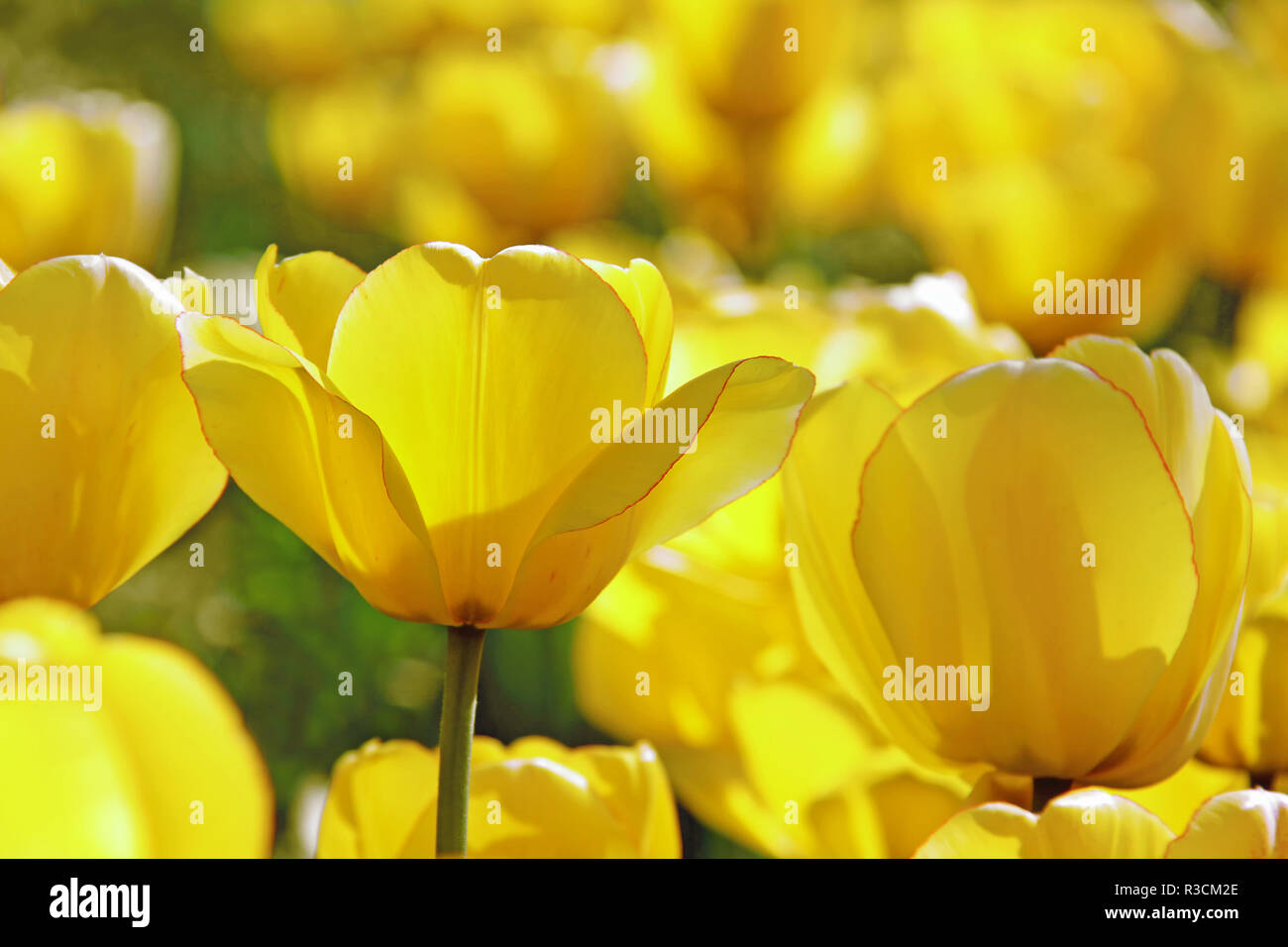 Yellow colour variant hires stock photography and images Alamy