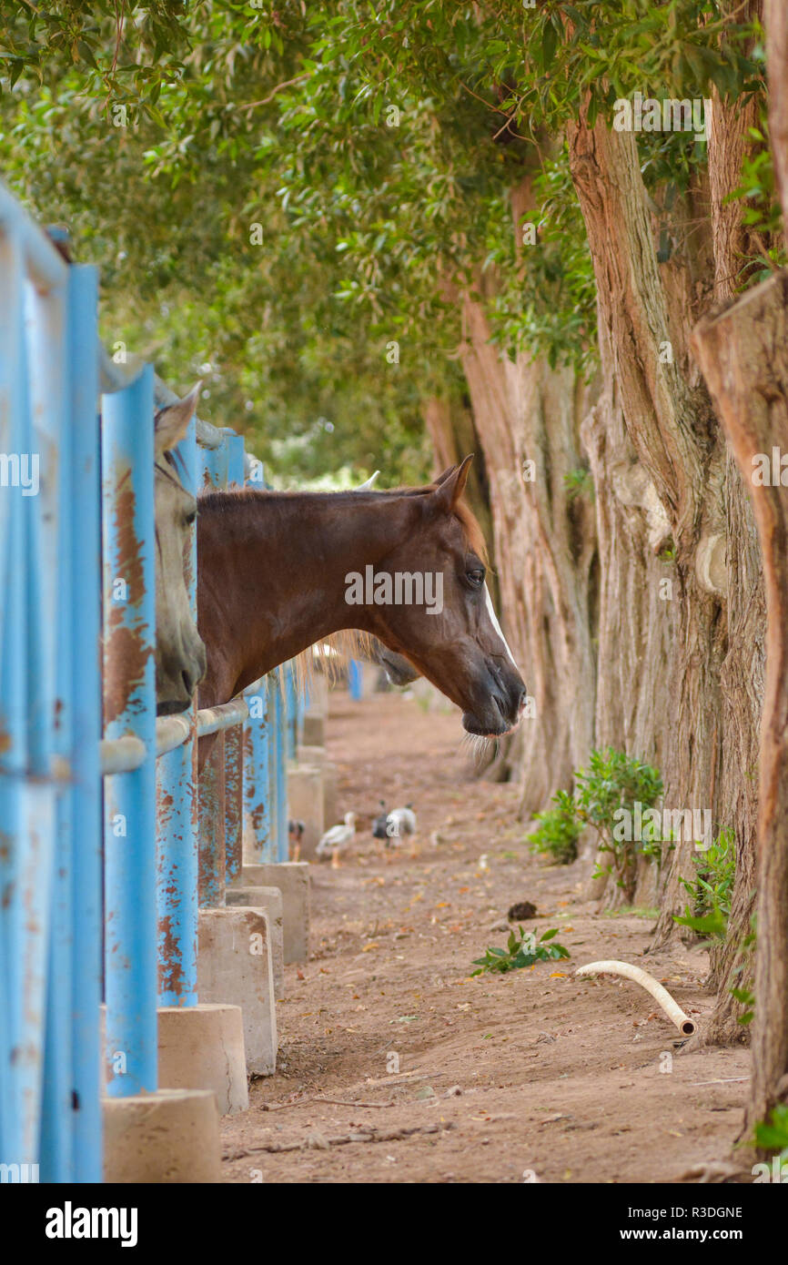 Horse in cage Stock Photo Alamy