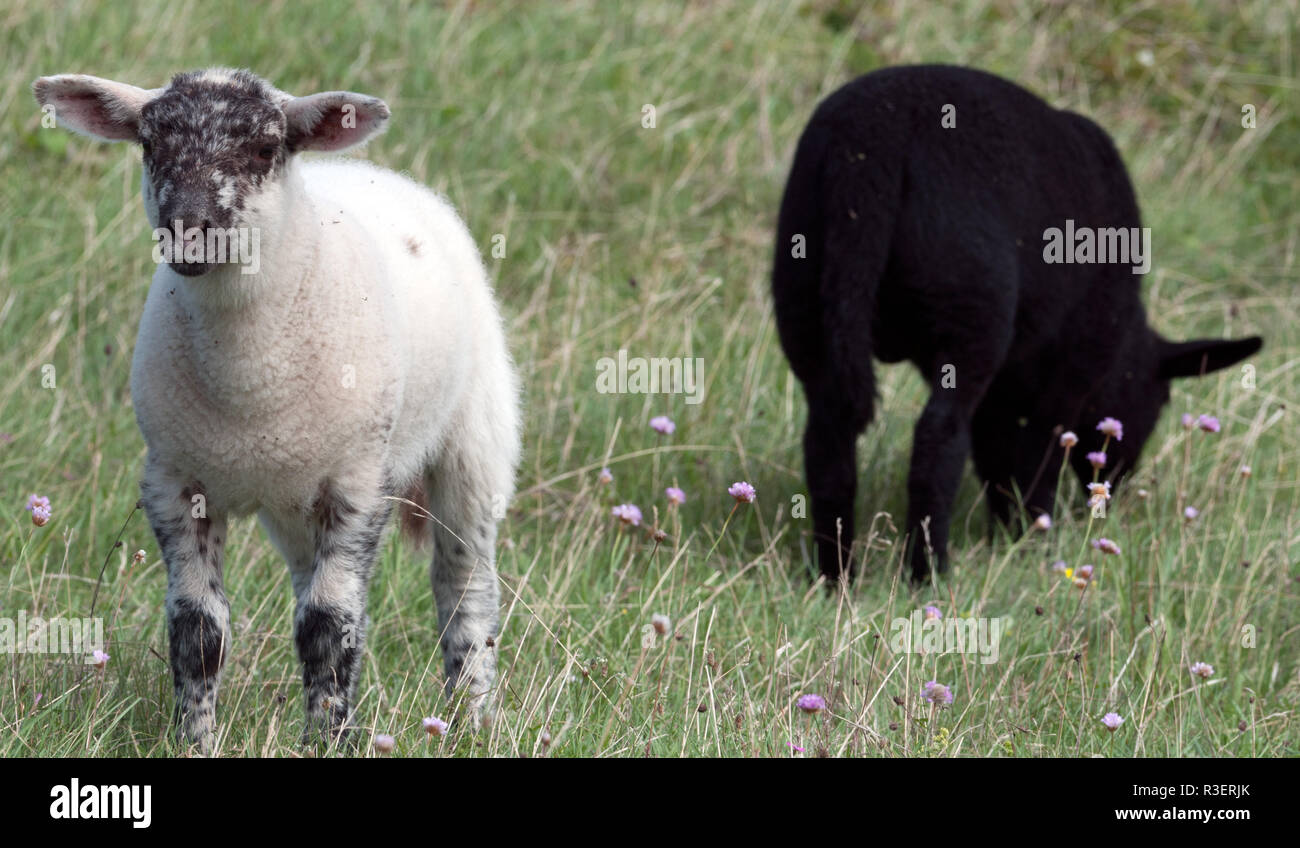 black and white lamb Stock Photo Alamy
