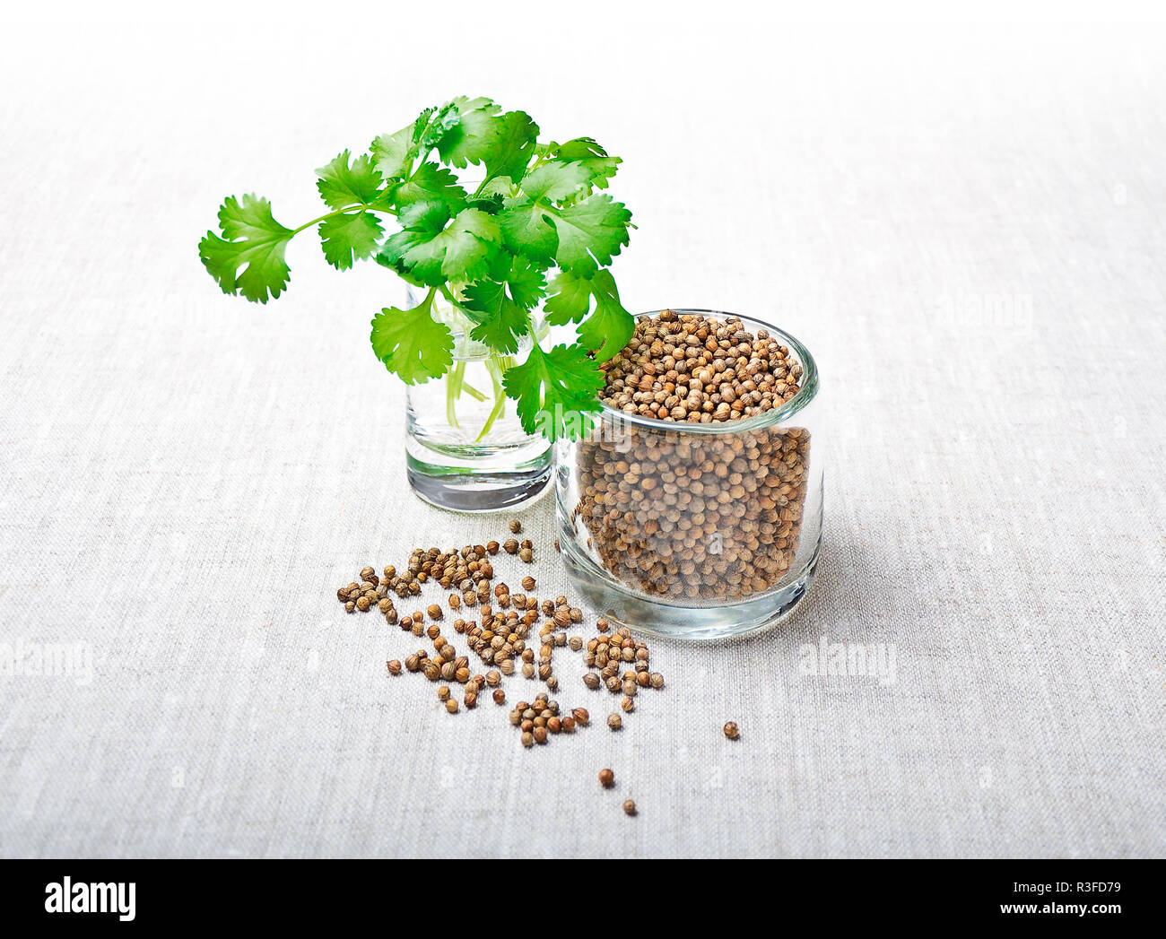 Coriander coriandrum sativum coriander fruits hires stock photography and images Alamy