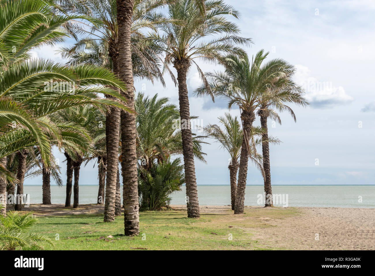 Tropical palm trees at beach Stock Photo Alamy