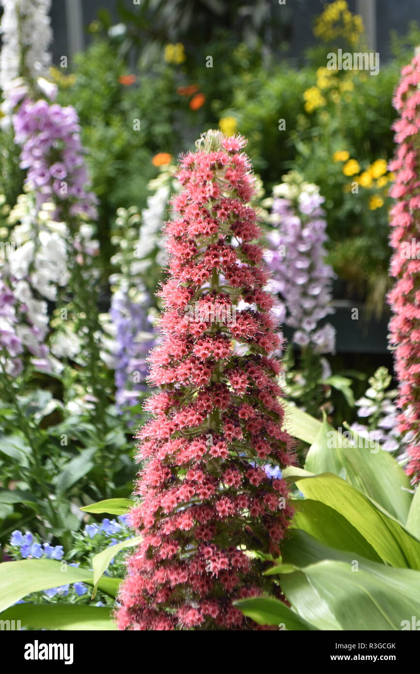 Pink flower stem Stock Photo Alamy