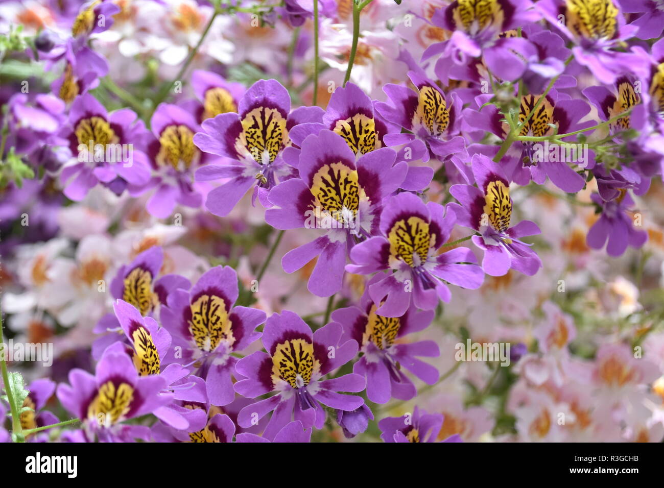 Pretty purple flowers Stock Photo Alamy