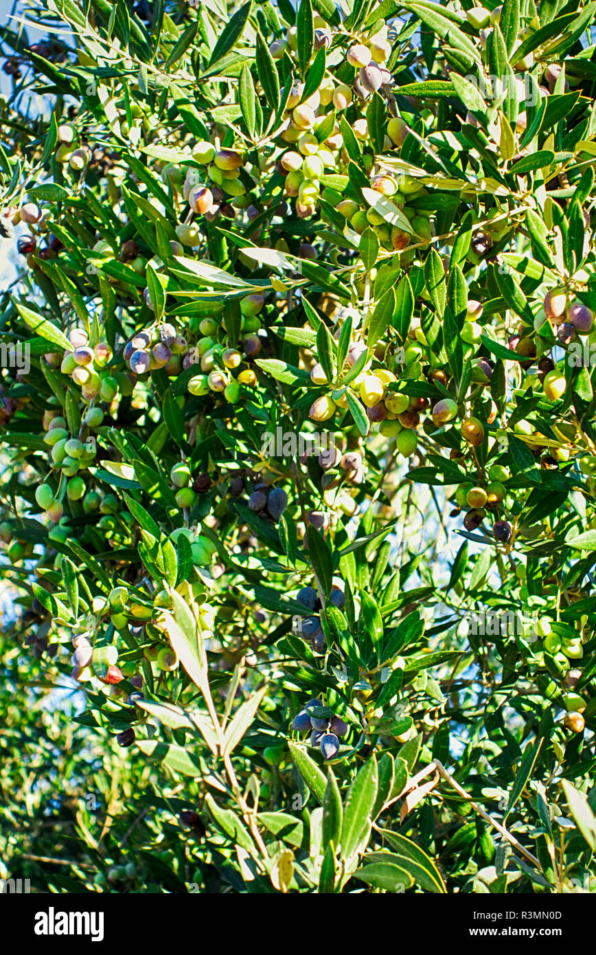 Olives growing on olive tree. Closeup Stock Photo Alamy