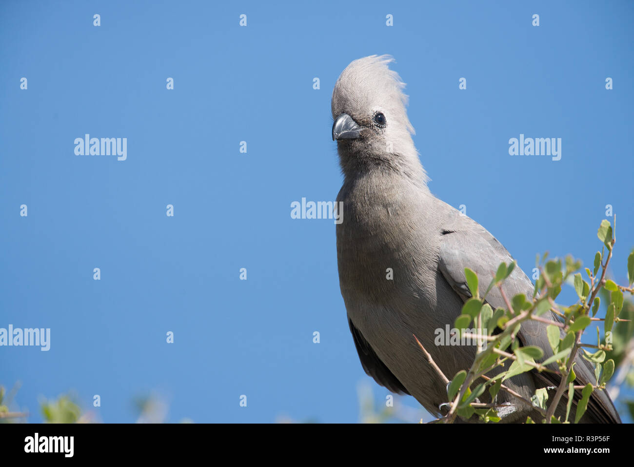 Grey lourie go away bird corythaixoides hires stock photography and