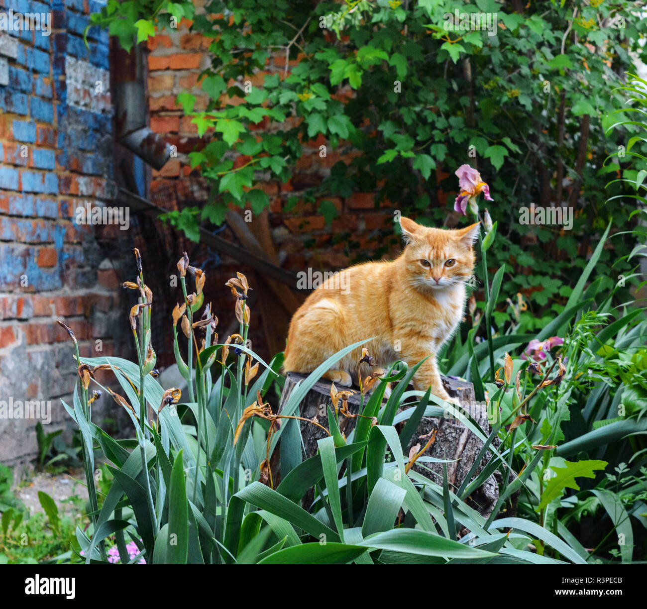 Ginger plants hires stock photography and images Alamy