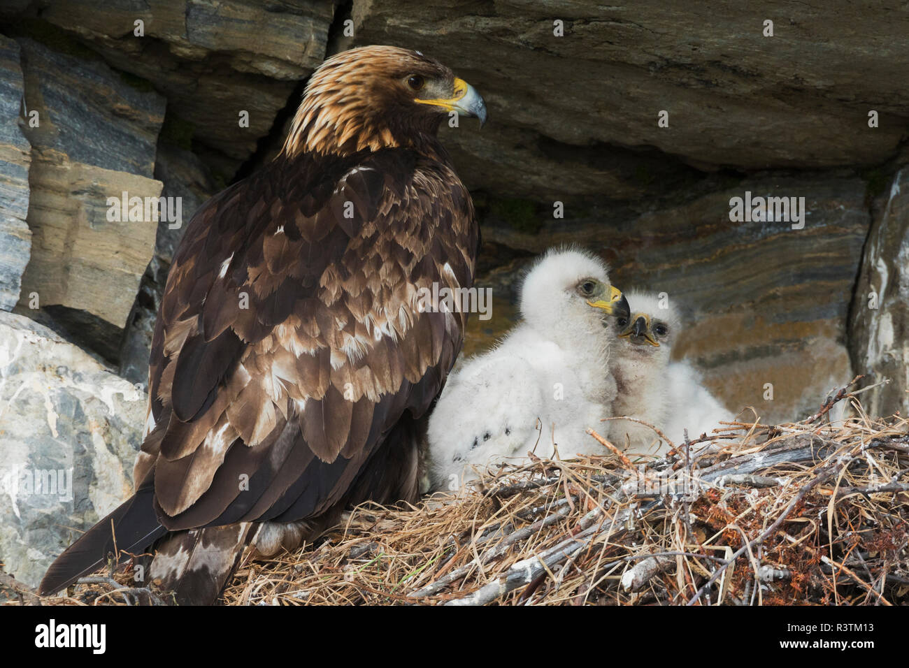 Golden eagle with chicks at nest Stock Photo Alamy