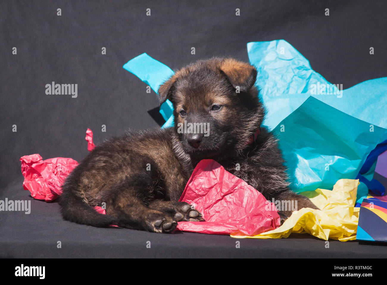 German Shepherd puppy (PR Stock Photo Alamy