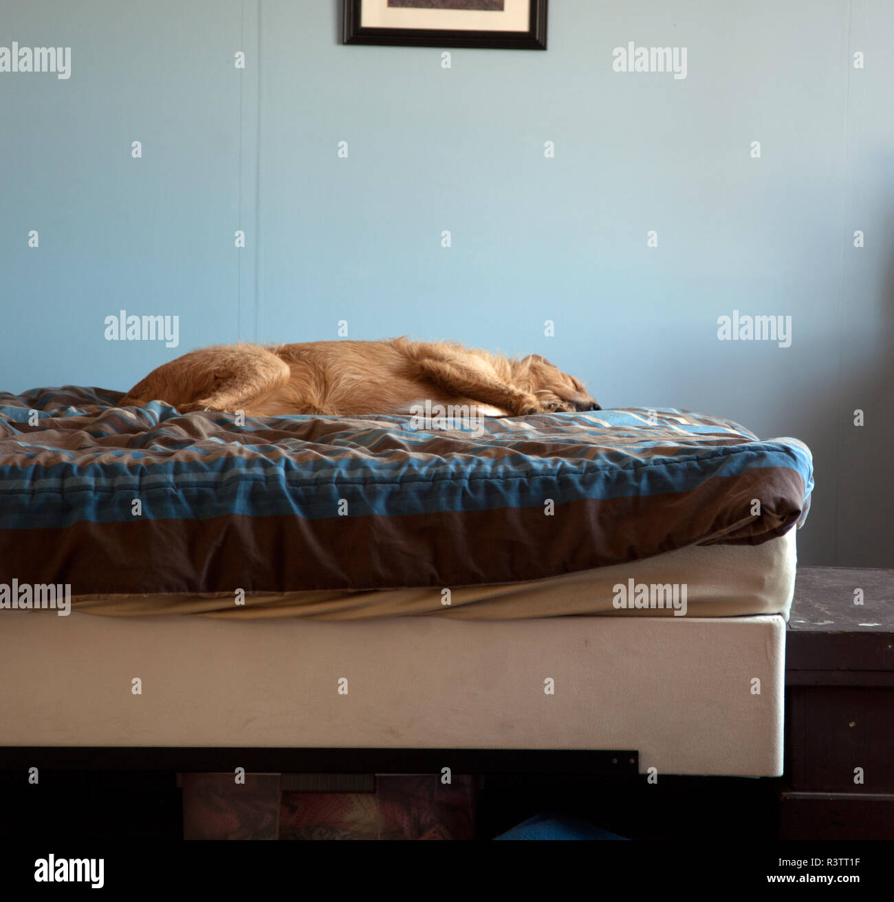 Dog on Bed Stock Photo Alamy
