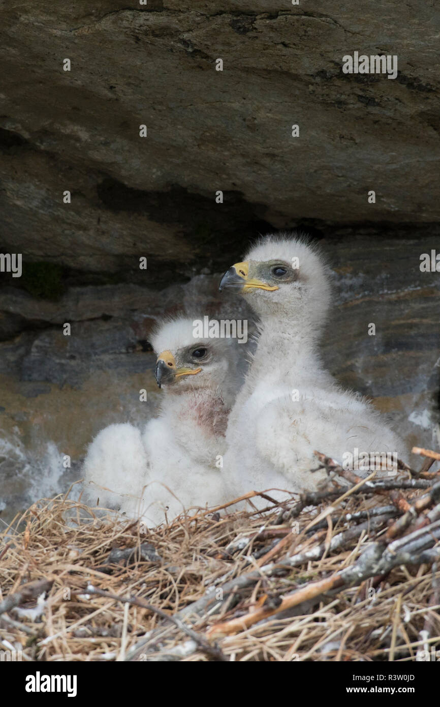 Golden Eagle chicks Stock Photo Alamy