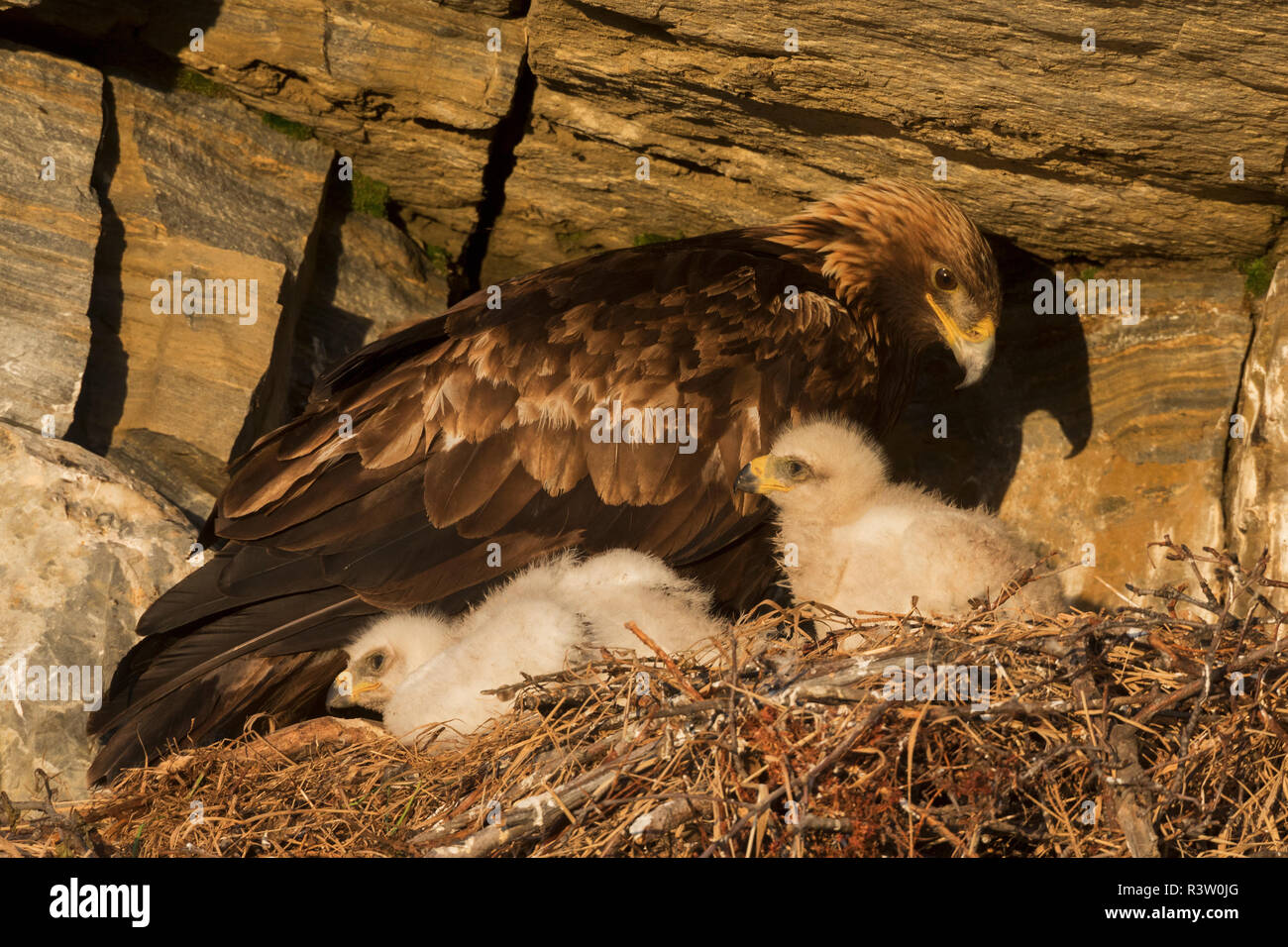 Golden Eagle with chicks Stock Photo Alamy