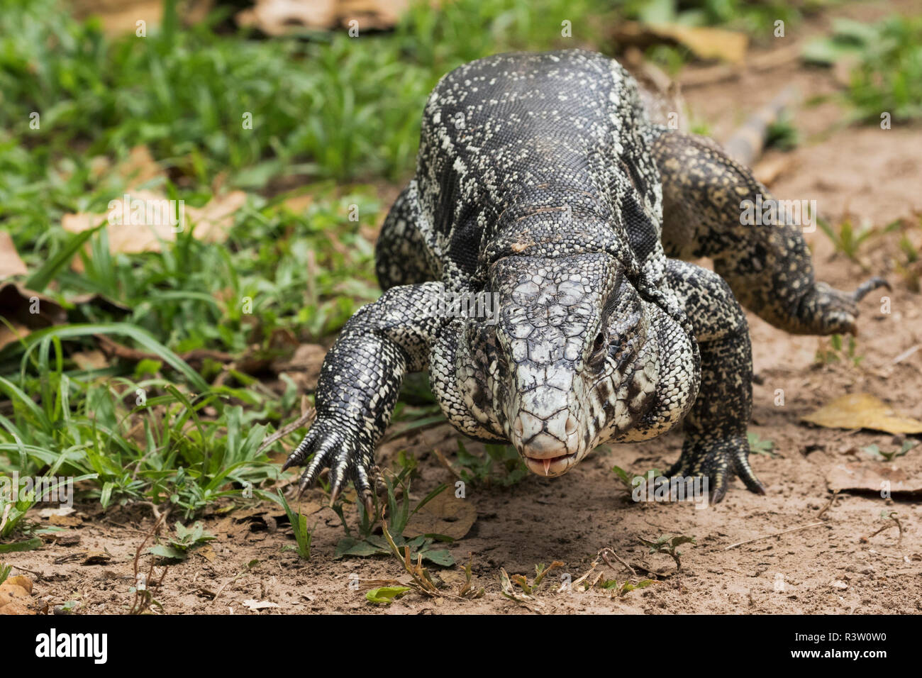 Black and white tegu Stock Photo Alamy