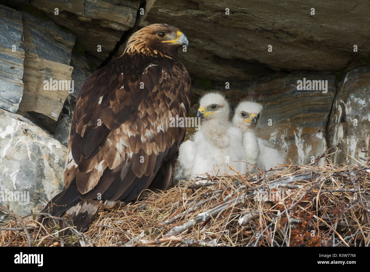 Eagle nest cliff hires stock photography and images Alamy
