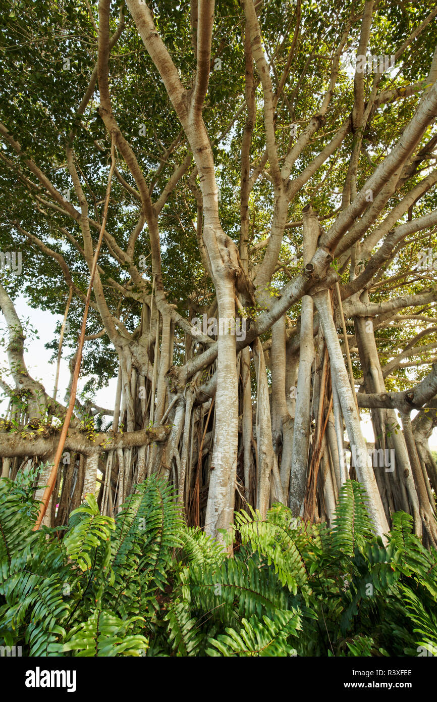 Large banyan tree, Florida Stock Photo Alamy