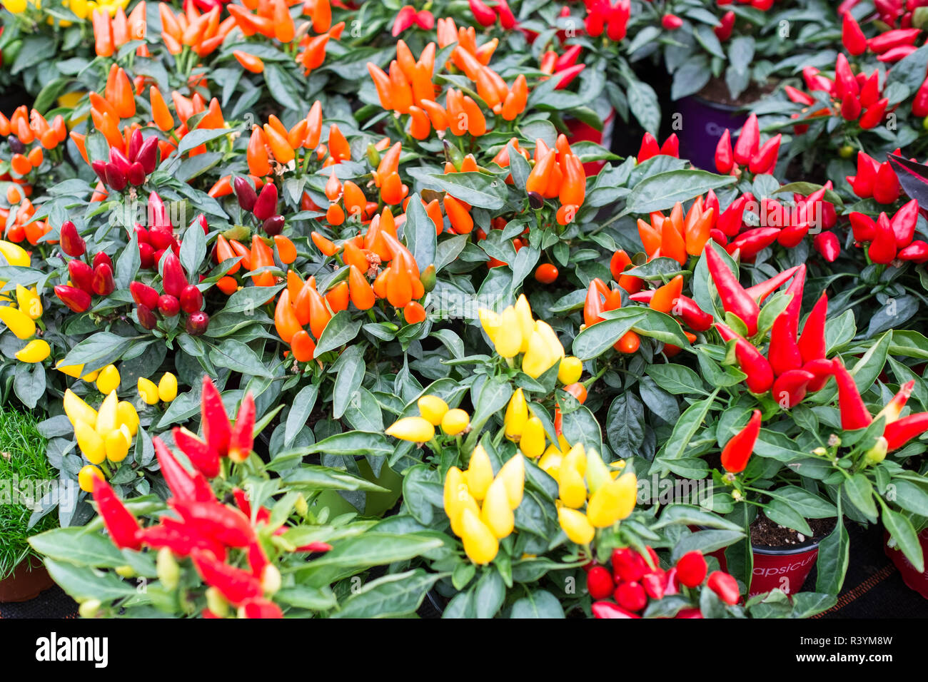 various chili plants Stock Photo Alamy