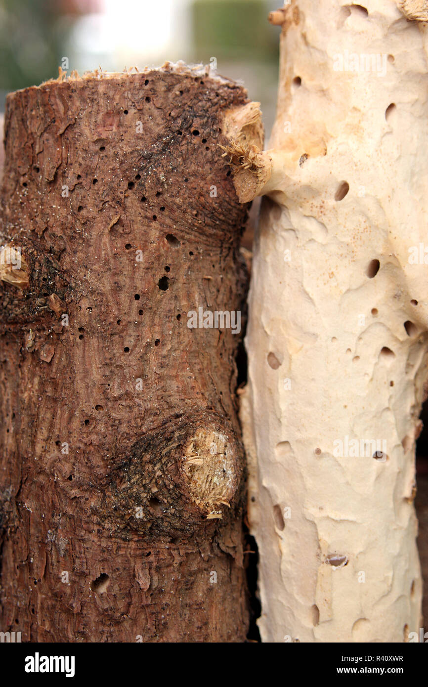 woodworm infestation Stock Photo Alamy
