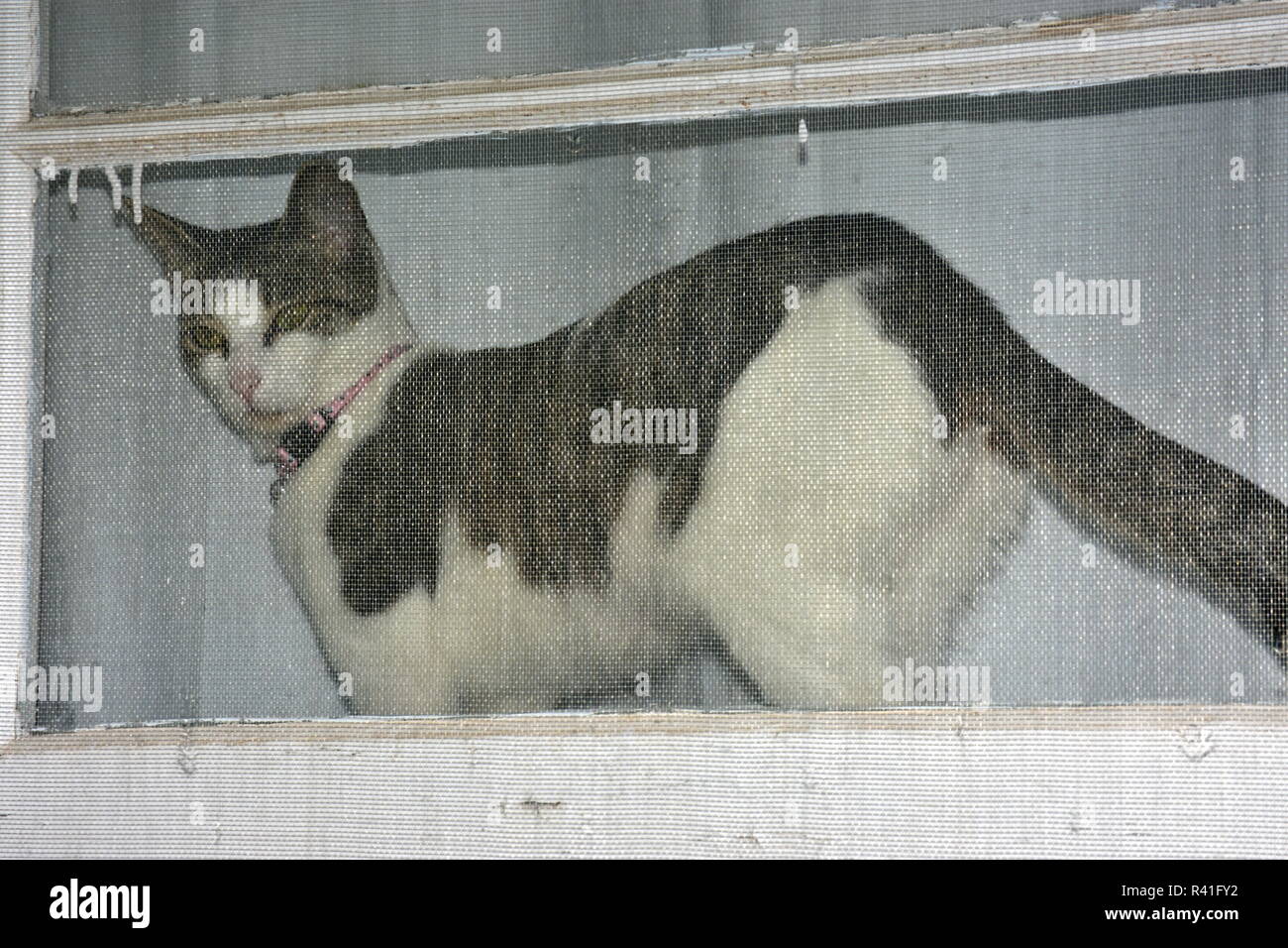 Domestic tabby cat Stock Photo Alamy
