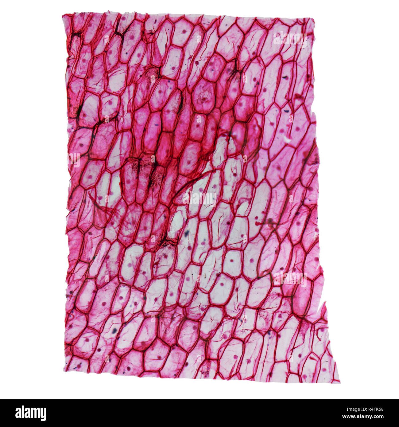 Onion cells microscope hires stock photography and images Alamy