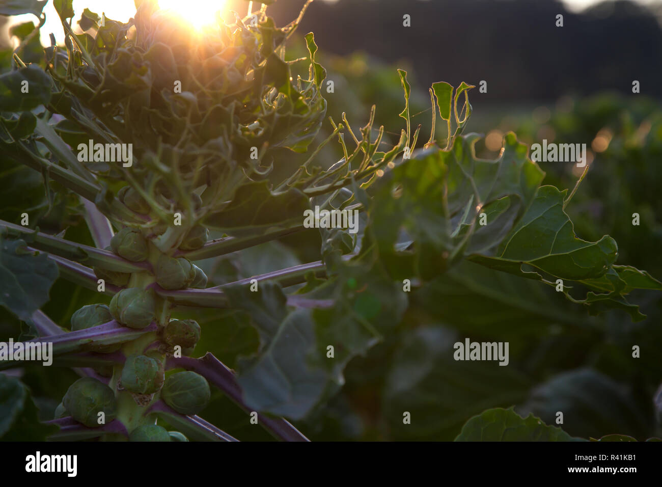 Brussels sprout plants hires stock photography and images Alamy
