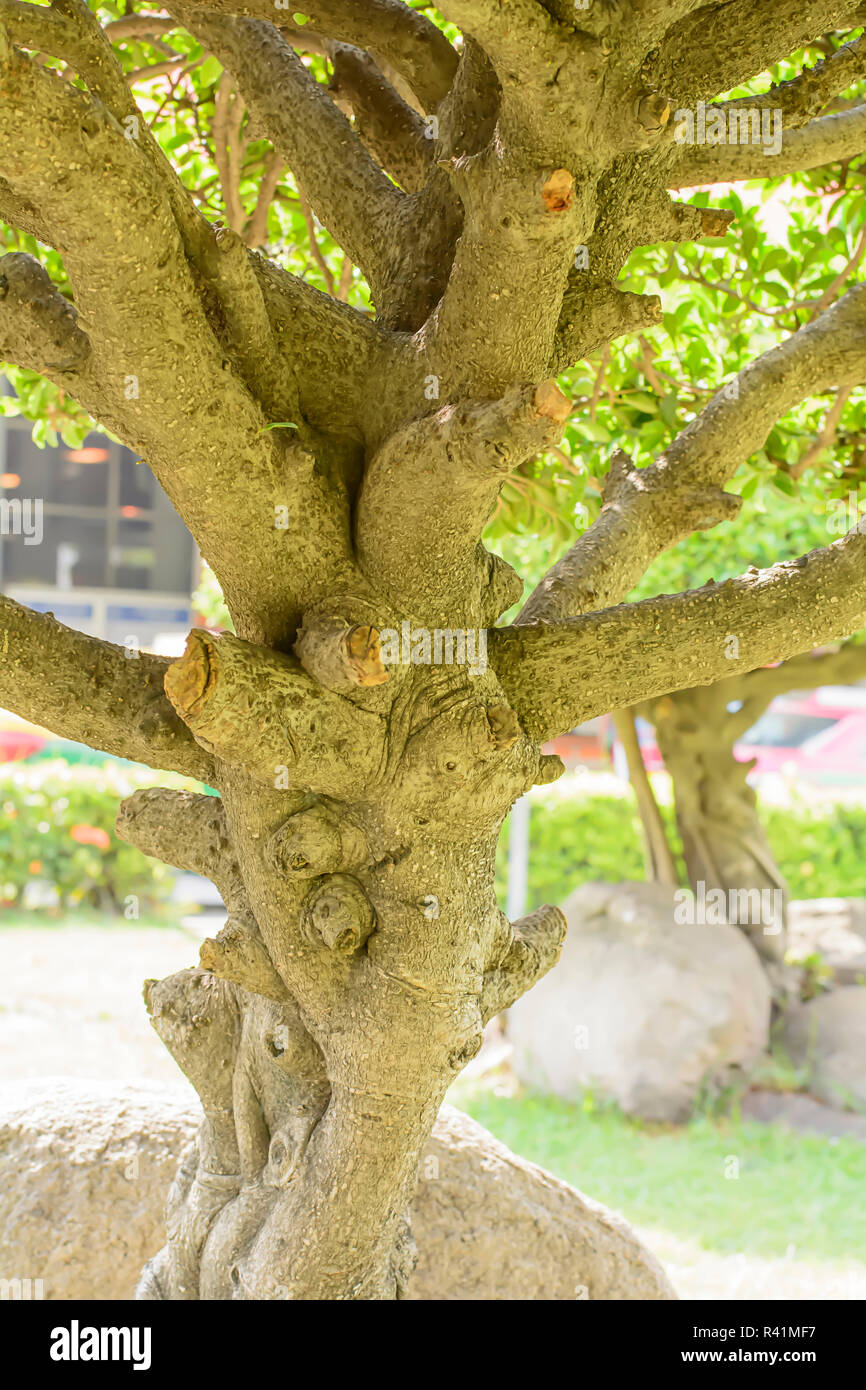 Black ebony tree hires stock photography and images Alamy