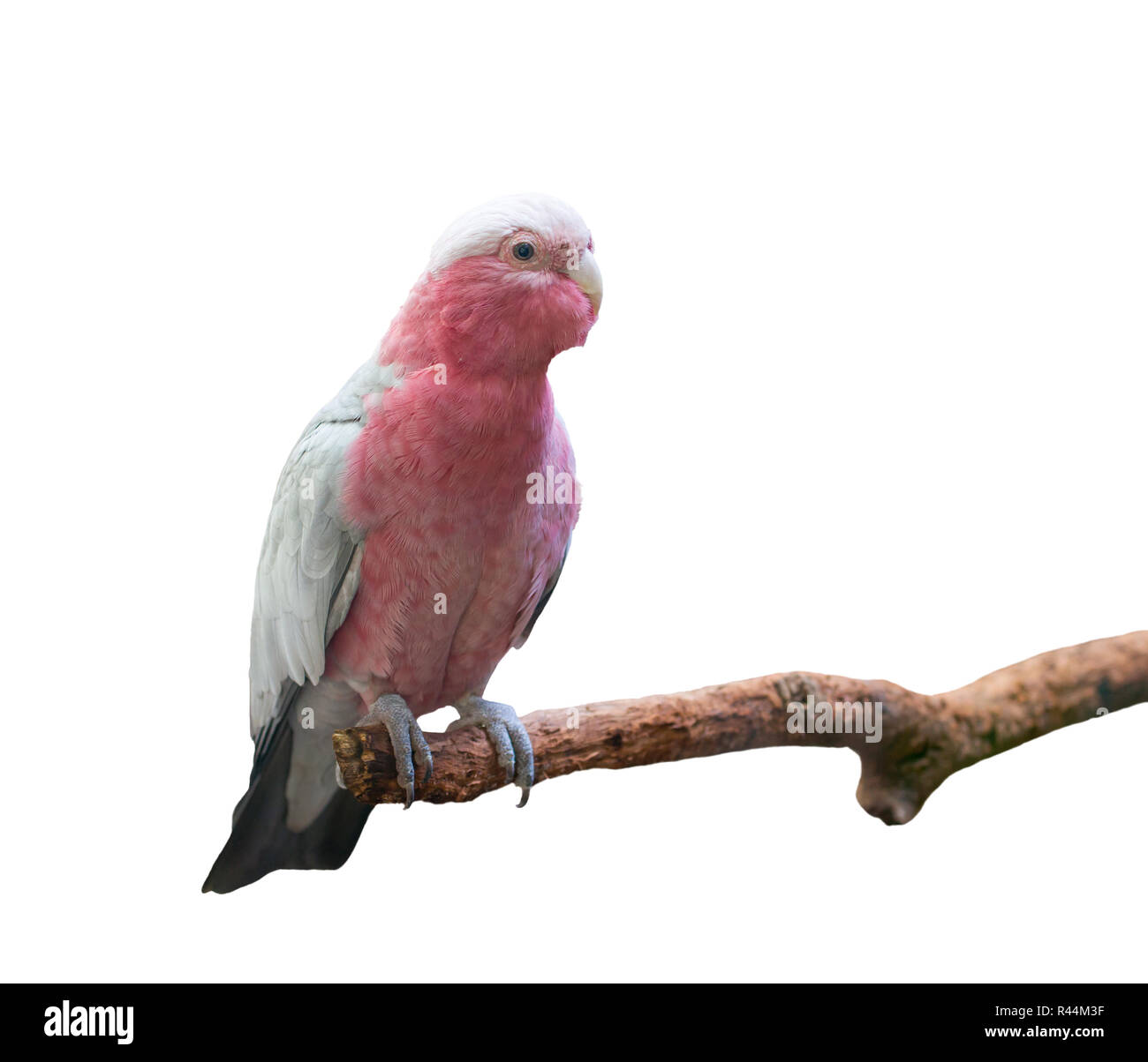 galah cockatoo isolated Stock Photo Alamy