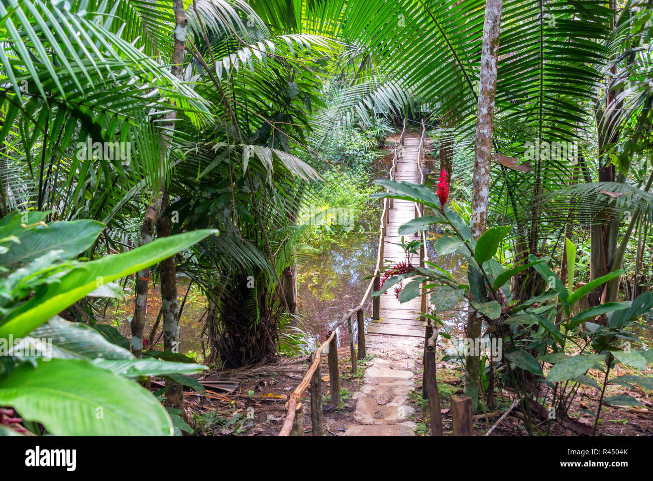Amazon rainforest bridge wood hires stock photography and images Alamy