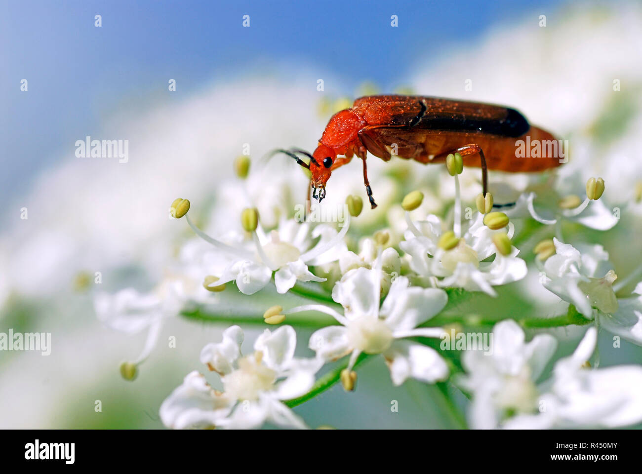 Common red soldier beetle Stock Photo Alamy