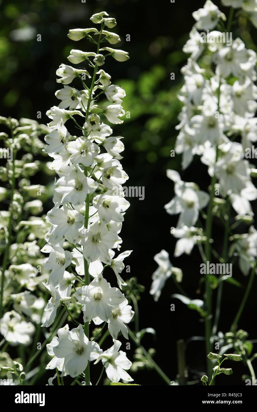 White larkspur flowers hires stock photography and images Alamy