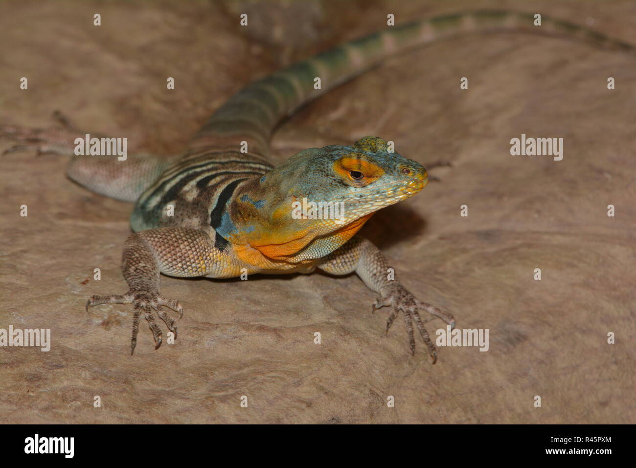 blue rock iguana Stock Photo Alamy