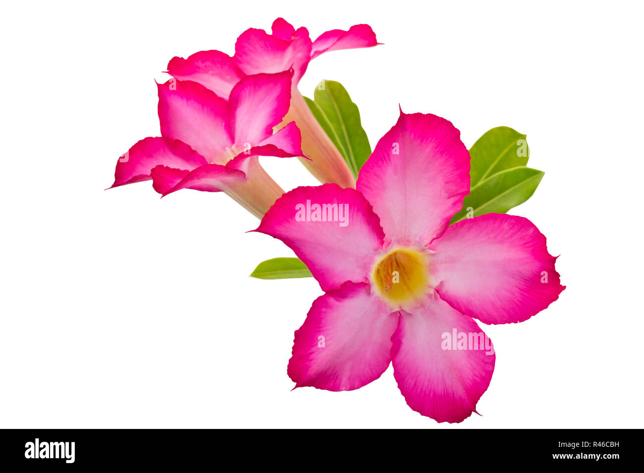 Isolated desert rose hires stock photography and images Alamy
