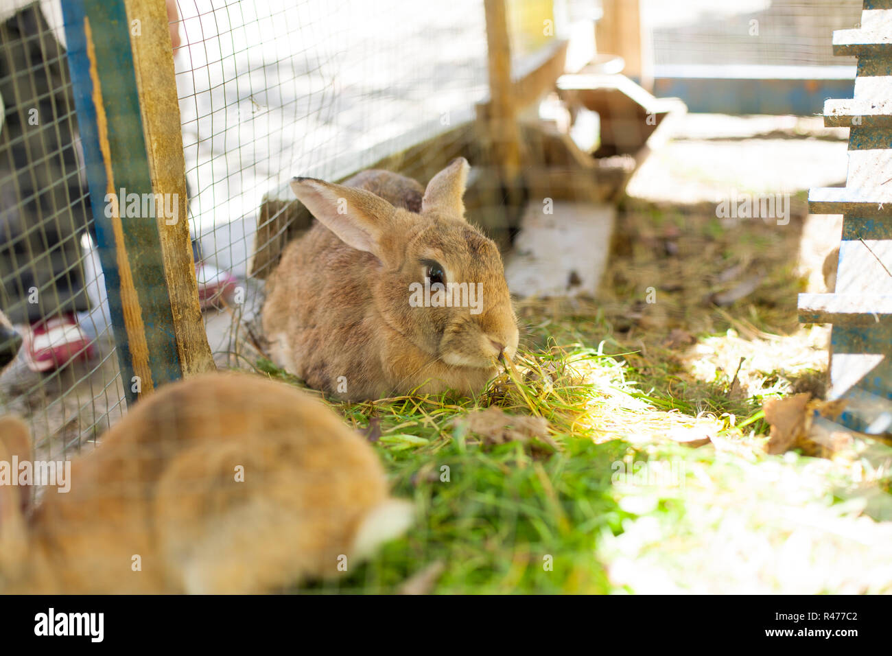Rabbit eating plant hires stock photography and images Alamy